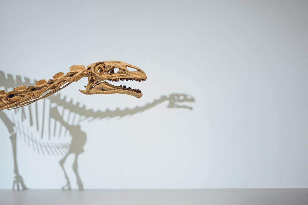 MHNN, Platéosaure, ceci est un dinosaure - Sarah Adatte - Production Audiovisuelle